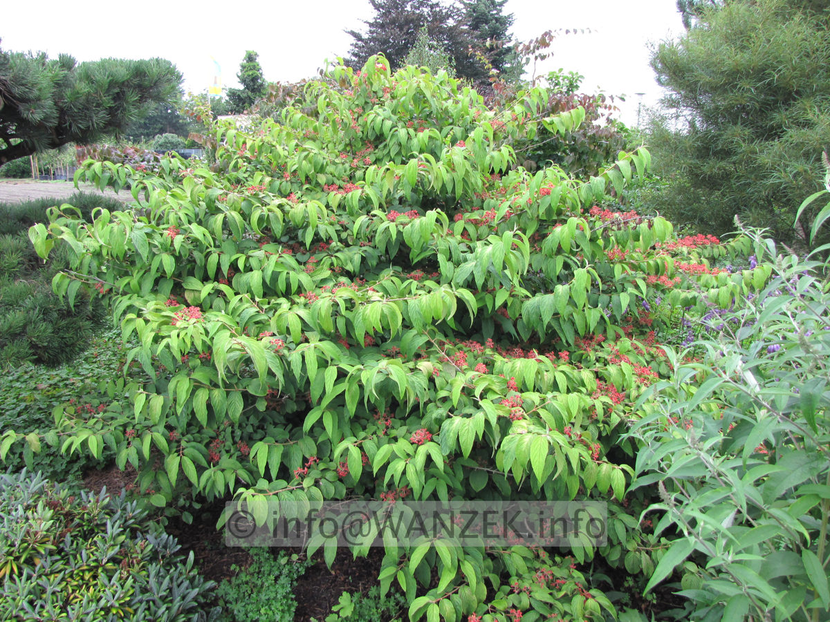 Viburnum plicatum Mariesii 05.JPG